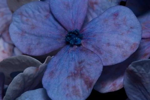 Violet hydrangeas macro plants Stock Photos