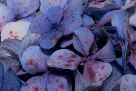 Violet hydrangeas macro plants Stock Photos