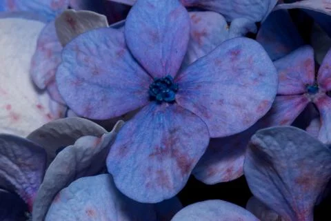 Violet hydrangeas macro plants Stock Photos