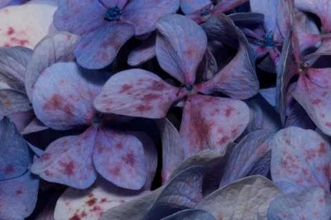 Violet hydrangeas macro plants Stock Photos
