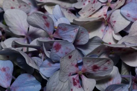 Violet hydrangeas macro plants Stock Photos