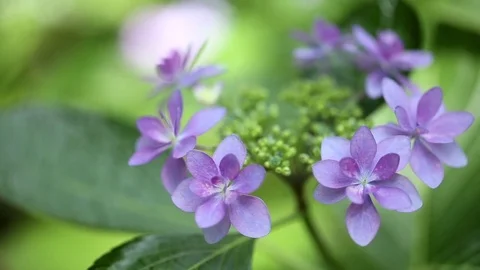 Violet hydrangeas swaying in wind in rainy season, close up Stock Footage 76259902