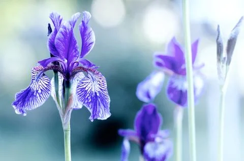 Violet iris on blurred background Stock Photos