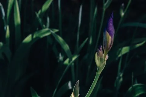 Violet iris bud at sunset closeup 스톡 사진
