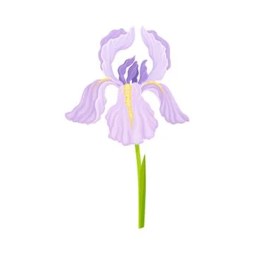 Violet Iris Flower on Green Stem Isolated on White Background Vector Illustrazione stock