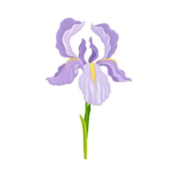 Violet Iris Flower on Green Stem Isolated on White Background Vector Illustrazione stock