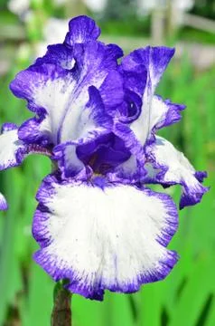 Violet iris flower Stock Photos