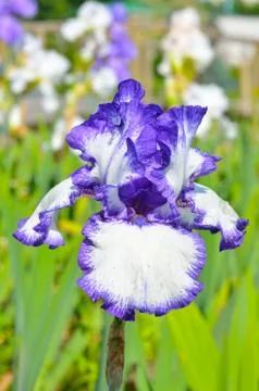Violet iris flower Stock Photos