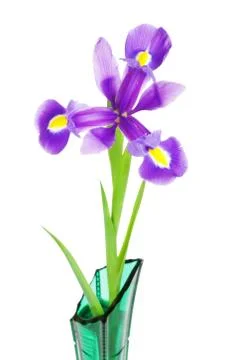 Violet Iris Flower Stock Photos