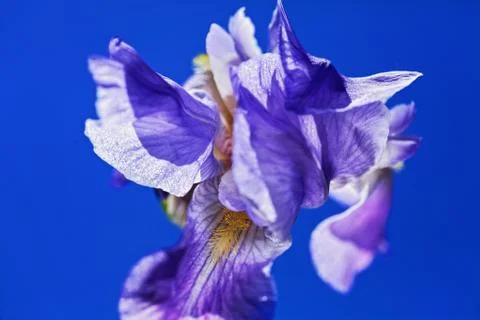 Violet  iris flower Free Stock Photos