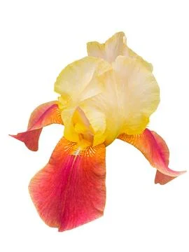 Violet iris flower Stock Photos