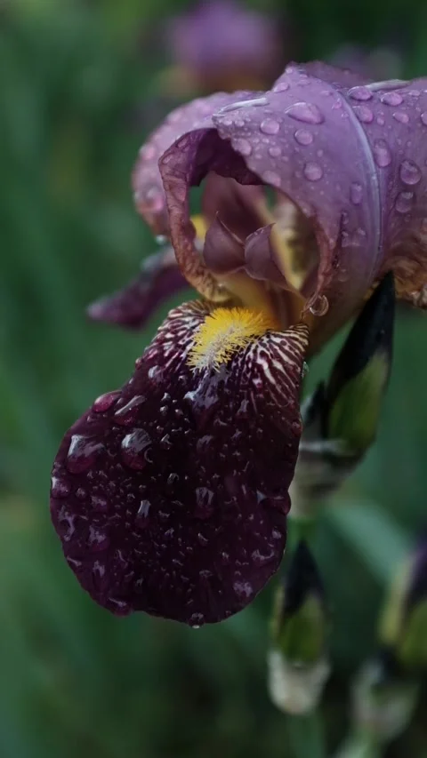 Violet iris flower with raindrops waving in the wind. Concept of freshness Video stock 316920468