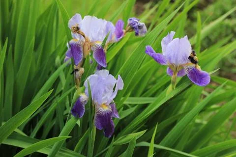 Violet iris flower in spring Stock Photos