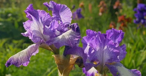 Violet iris flowers in a garden Stock Footage 76678244