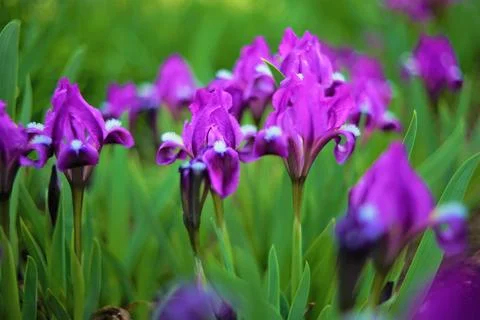 Violet iris flowers grows in spring garden Фото