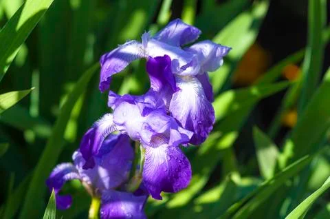 Violet iris in the garden-park Stock Photos