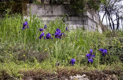 Violet iris in a garden in summer time Stock Photos