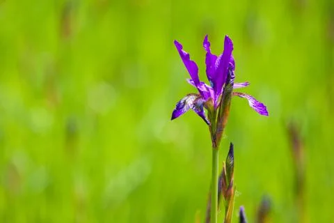 Violet iris on the green background Stock Photos