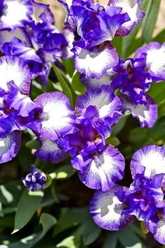 Violet iris. iris dark rings - standard dwarf bearded iris. Stock Photos