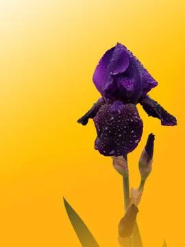 The violet iris of the petals is covered with dew drops. Stock Photos