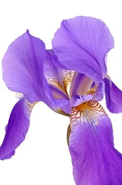 Violet iris Stock Photos