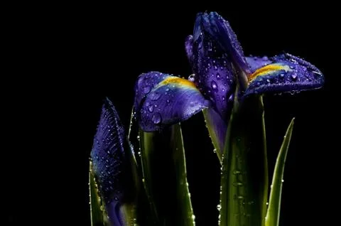 Violet iris Stock Photos