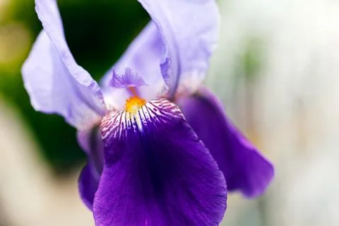 Violet iris Stock Photos