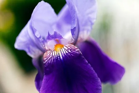 Violet iris Stock Photos