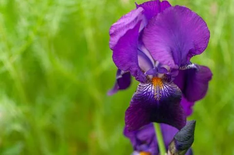 Violet Iris. Fotos Stock