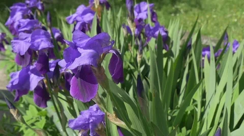 Violet Irises, Flowerbed on The Meadow, Single Blossom is Swaying,Slow Motion Stock Footage 50544911