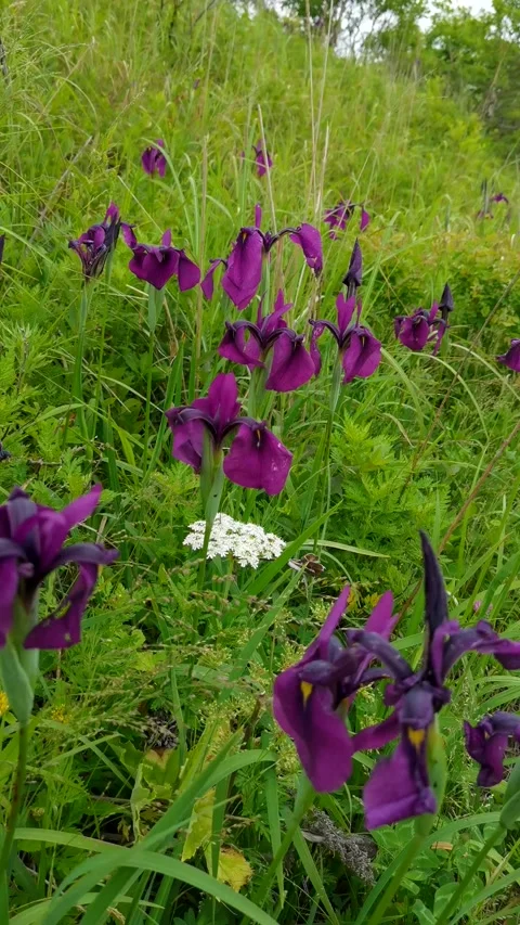 Violet irises in green grass in summer day Stock Footage 156378383