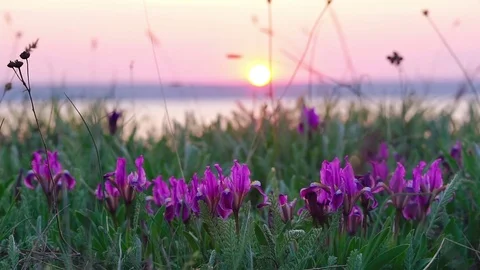 Violet Irises on the Meadow. Stock Footage 74553860