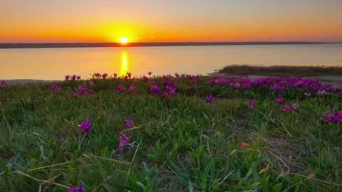 Violet Irises on the Meadow. Stock Footage 74924857