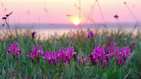 Violet Irises on the Meadow. Stock Footage 76728372
