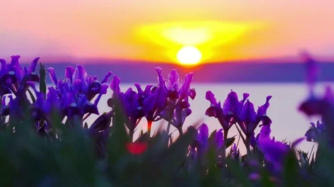 Violet Irises on the Meadow. Vidéo 81759762