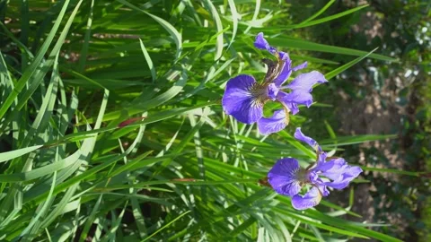 Violet irises swaying in the wind, vertical video. Stock Footage 247172643