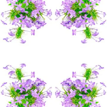 Violet ixora Stock Photos