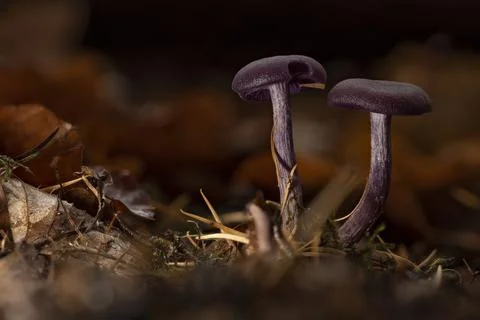 Violet Lacquer Mushroom Foto stock
