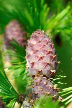 Violet larch cones Foto stock