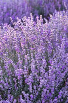 Violet lavender field close up Stock Photos
