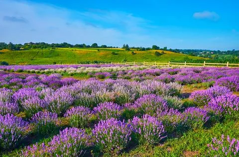 The violet lavender field Photos
