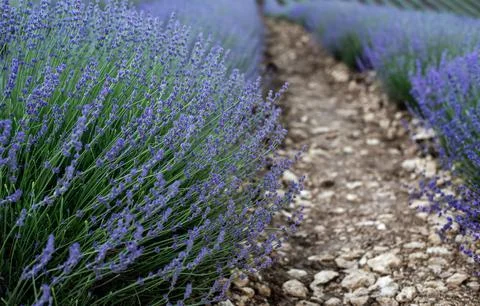 Violet lavender field in summer, a path of stones between rows of lavender Stock Photos