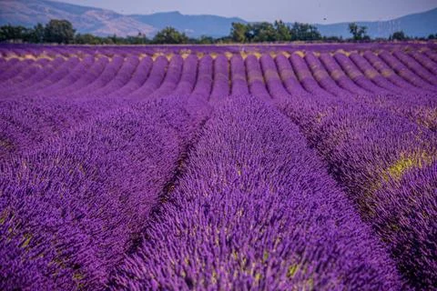 The violet lavender fields of Valensole Provence in France The violet lave... Stock Photos