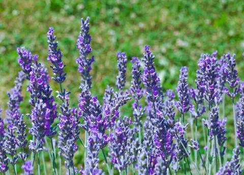 Violet Lavender Flowers Stock Photos