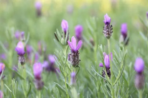 Violet lavender flowers,close-up Stock Photos