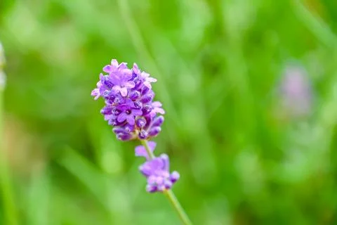 Violet lavender herb Stock Photos