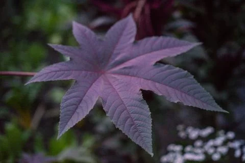 Violet leaf close up at night big leaves blue hour Stock Photos
