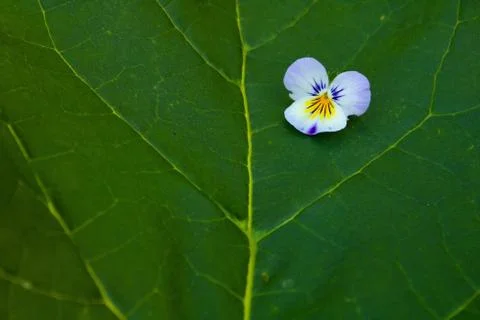 Violet on a leaf Stock Photos