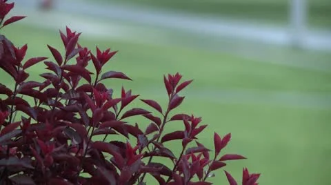 Violet Leafs Stock Footage 10922177