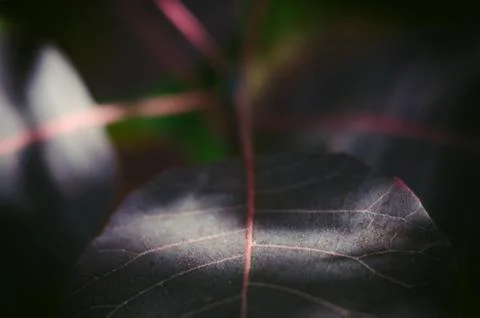 Violet leaves macro Stock Photos